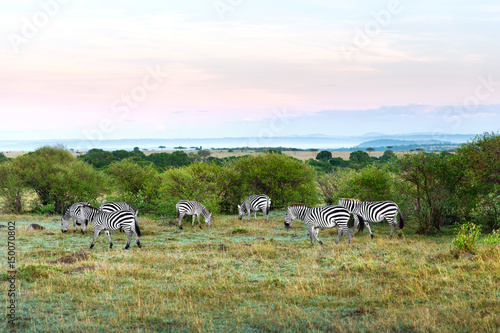 herd of zebras grazing in savannah at africa