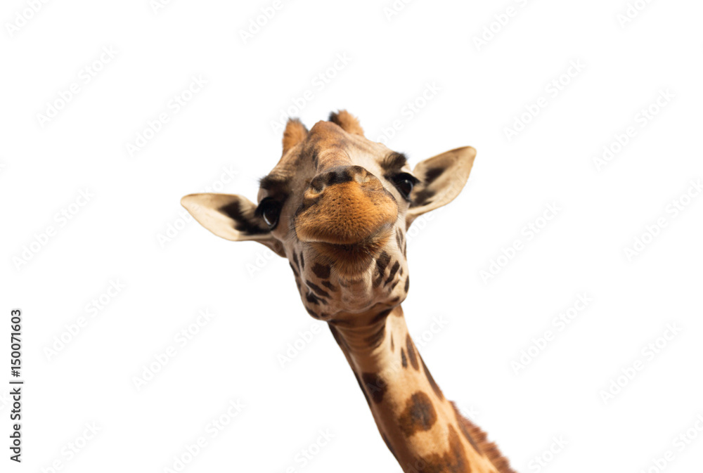 Obraz premium close up of giraffe head on white