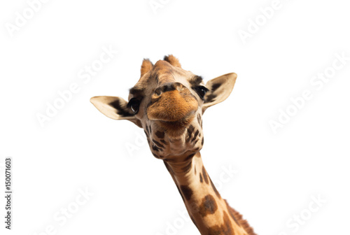 Canvas Print close up of giraffe head on white