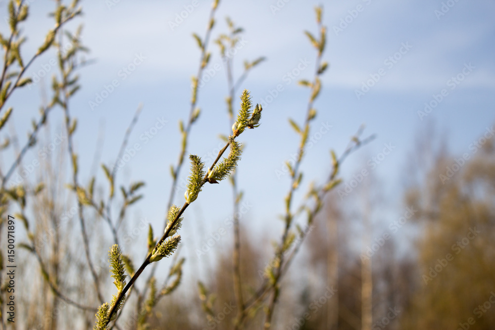 Alder Blooms Alder Blooms