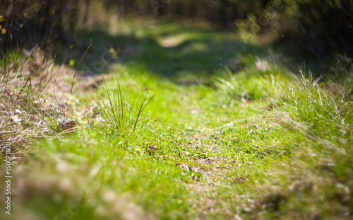 Grass path in spring forest shallow depth of field © leszekglasner
