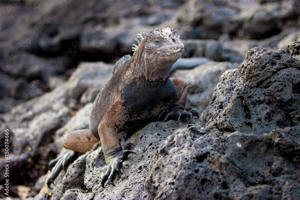 Marine iguana. Galapagos Islands Marine iguana. Galapagos Islands