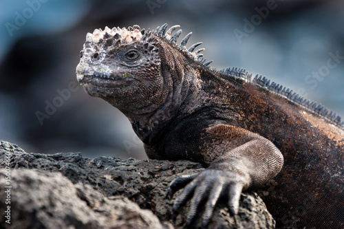 Marine iguana. The Galapagos marine iguana. Inhabiting exclusively the Galapagos Islands