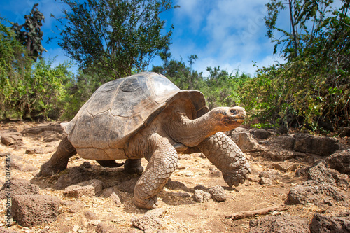 Ivory Turtle. The Galapagos tortoise. The Galapagos Islands. Ecuador.