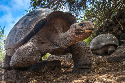 Ivory Turtle. The Galapagos tortoise. The Galapagos Islands. Ecuador.