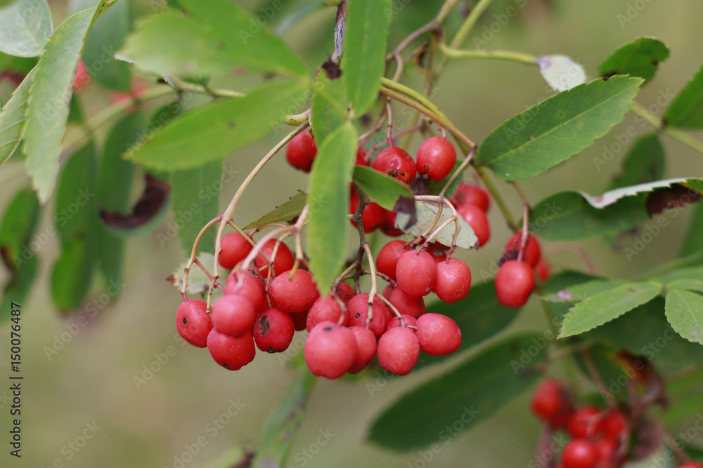 Berries in a beautiful autumn Sunny day