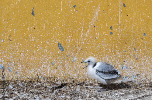 Obraz na plátně Bébé mouette criant hors de son nid