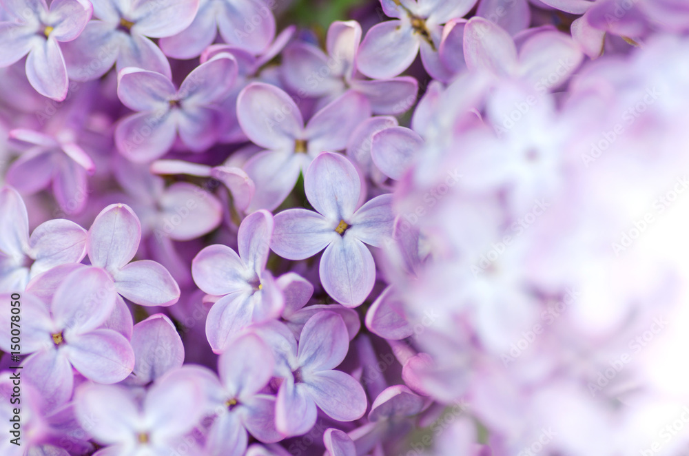 Lilac macro photo Lilac macro photo