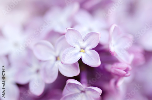 Lilac macro photo
