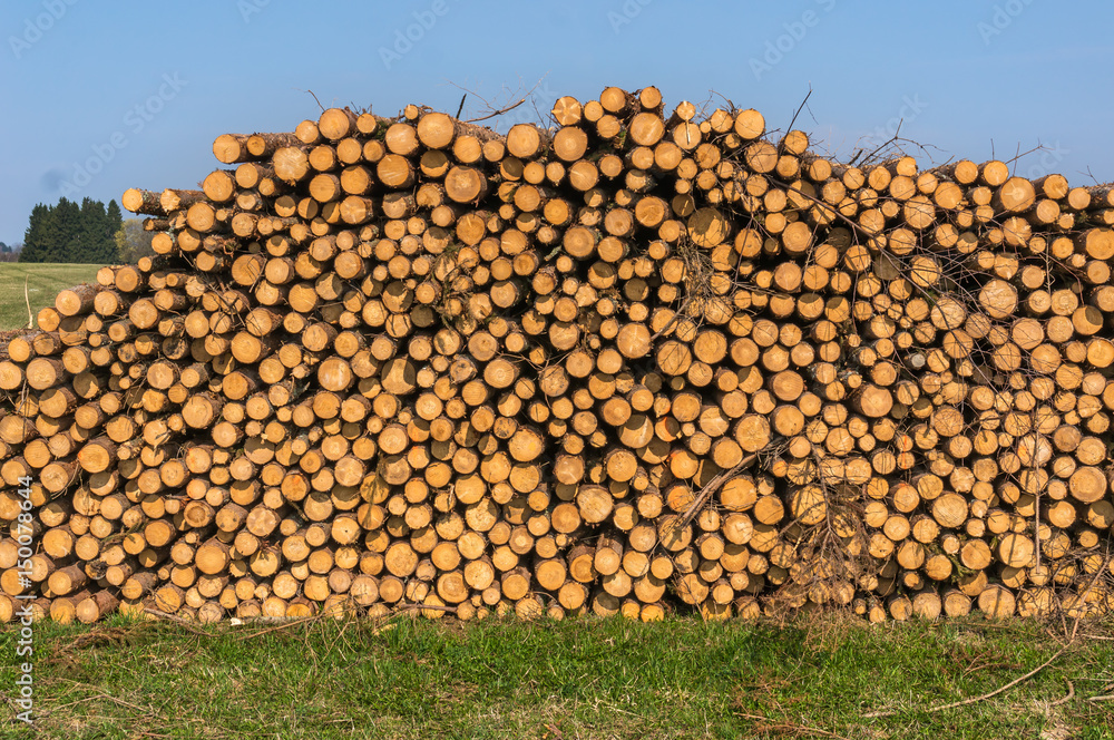 Wooden logs or trunks of trees cut and stacked on the ground