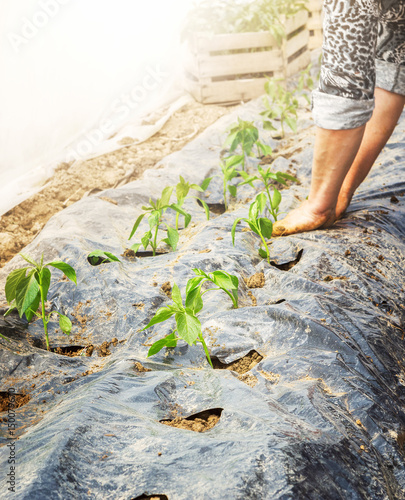 Woman planting a pepper seedling in the vegetable garden