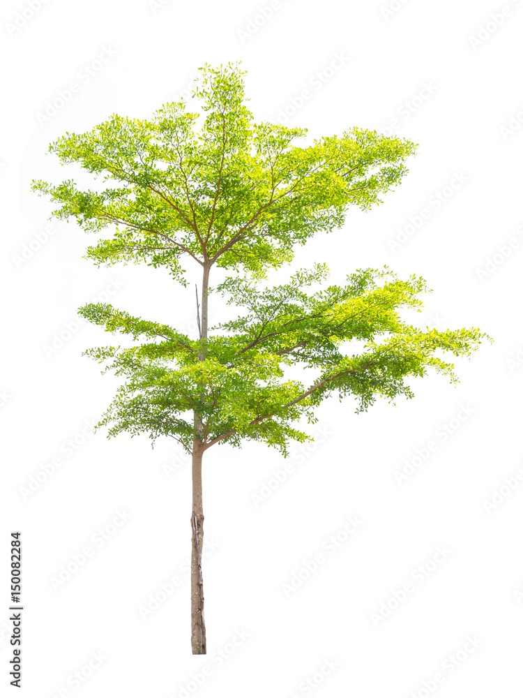 Obraz premium Isolated tree on white background..