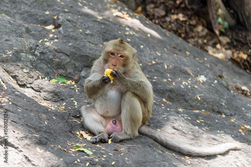 Canvas Print Young male monkey is eating fresh corn.