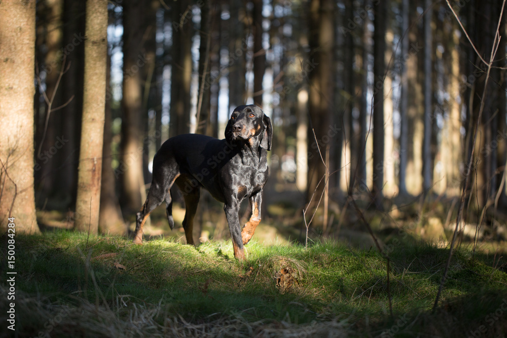 Jagdhund hebt Pfote im Wald auf Sonnenfleck