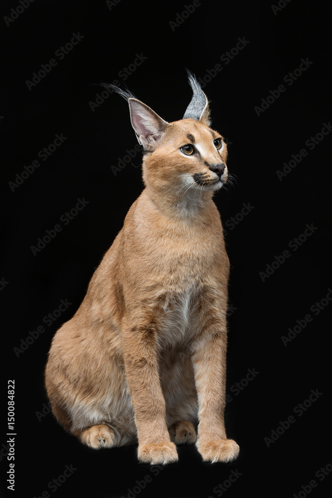 Fototapeta premium Beautiful caracal lynx over black background