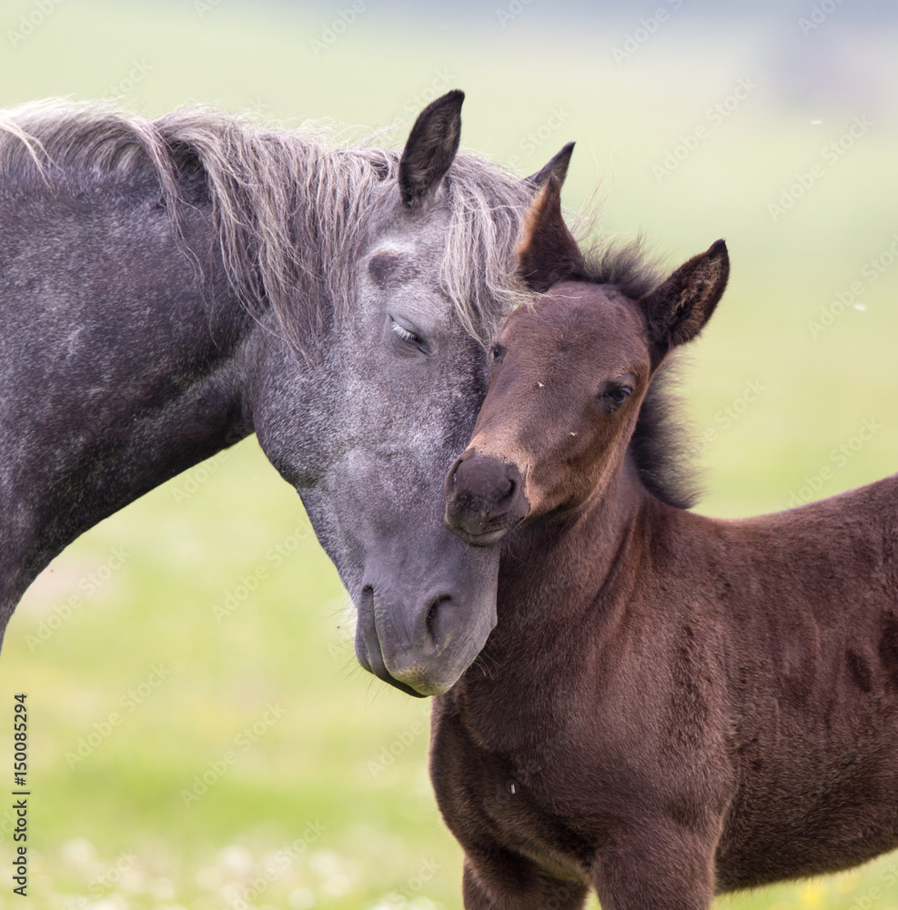 Obraz premium Miłość i opieka konia i źrebaka