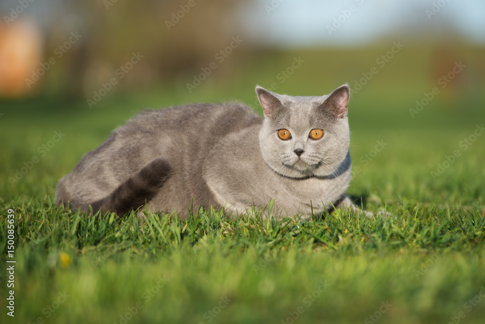 british shorthair cat lying down outdoors 