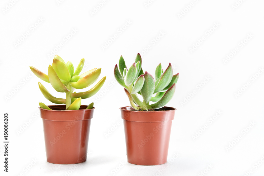 多肉植物 多肉植物