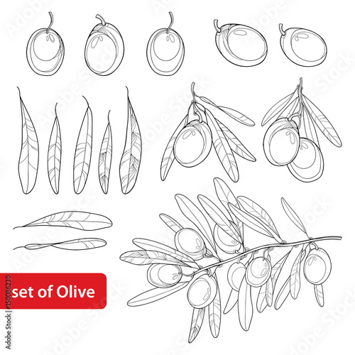 Vector set with outline Olive, bunch, fruit and leaves in black isolated on white background. Olive branch in contour style for healthcare design, food menu, natural cosmetic and coloring book.