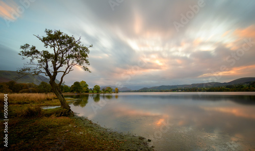 Tree at Ullswater lake in the Lake District, UK