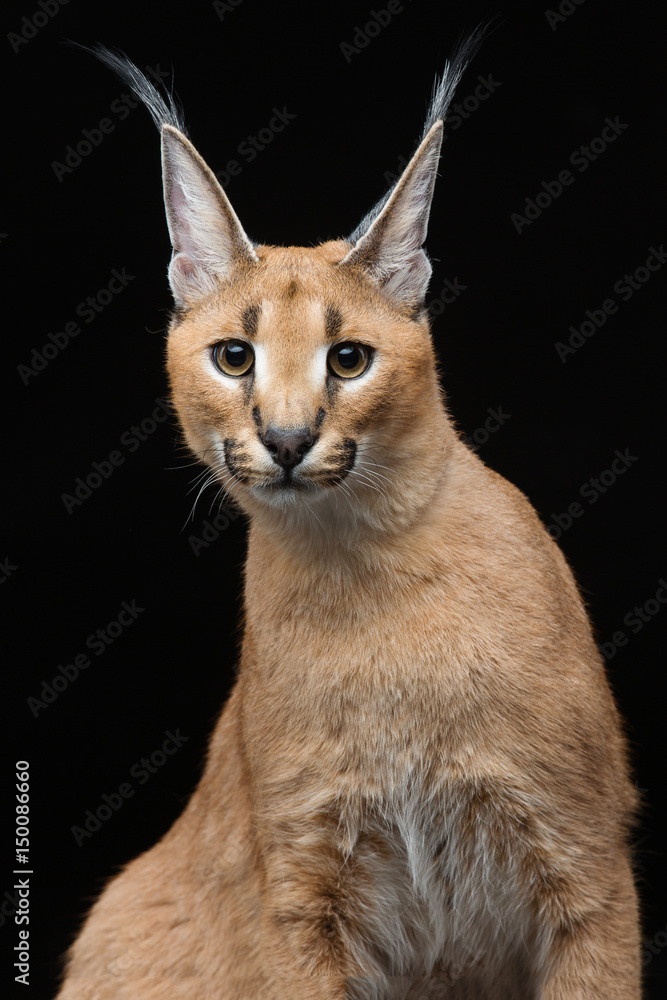 Fototapeta premium Beautiful caracal lynx over black background