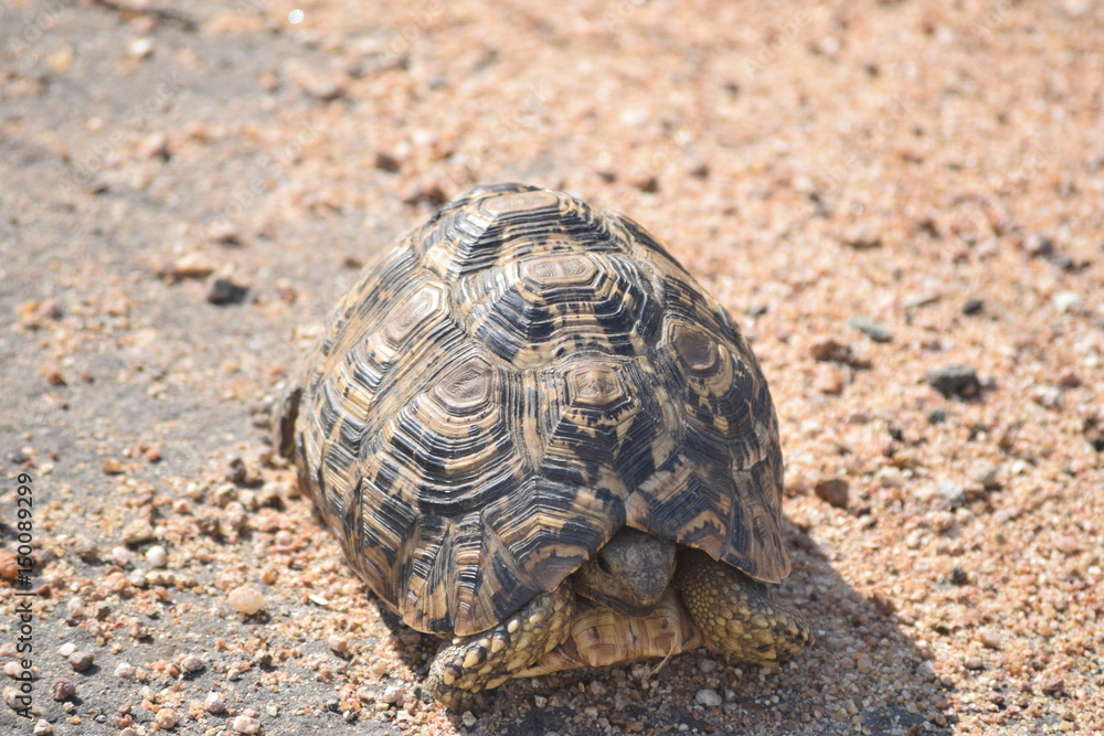 Fototapeta premium Tortoise