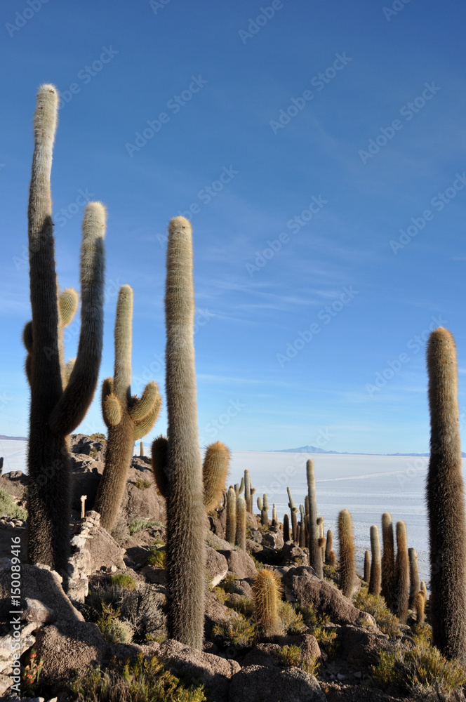 Bolivia - Salar d'Uyuni the salar island Incahuasi