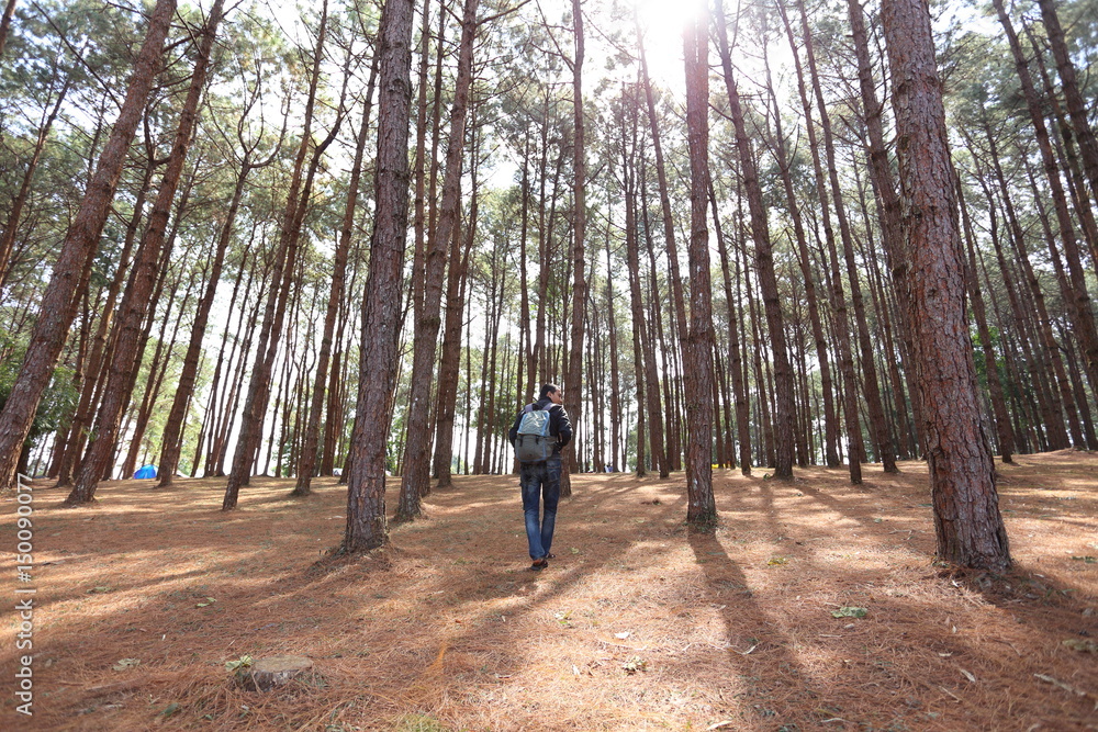 Man stand and Pine forest in Phu Hin Rong Kla National Park, thailand Man stand and Pine forest in Phu Hin Rong Kla National Park, thailand