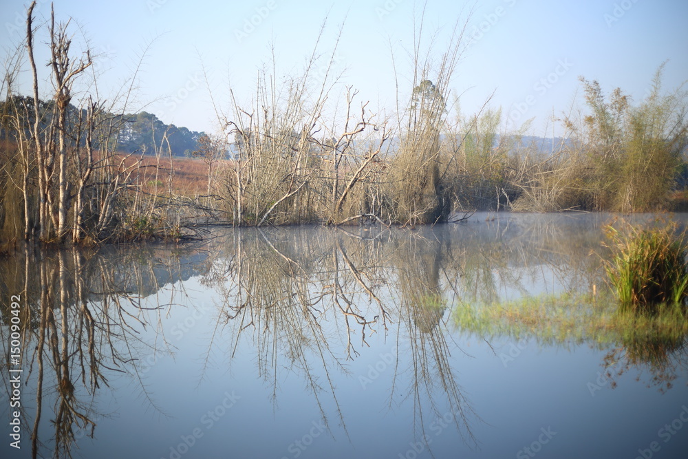 Trees and water reflection Trees and water reflection