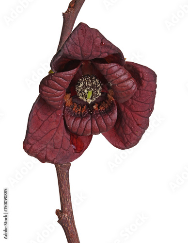 Fototapeta Naklejka Na Ścianę i Meble -  Brownish-red, stemless flower of a pawpaw isolated on white
