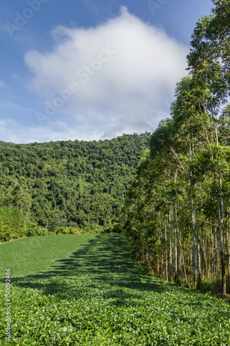 Soy plantation and Eucalyptus forest