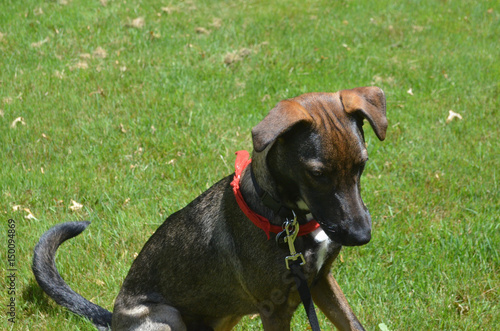 Black and Brown Cunucu Dog Sitting in Grass photo