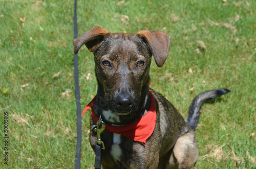 Very Sweet Aruban Cunucu Dog Sitting in Grass photo