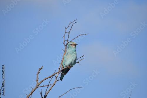Light blue bird