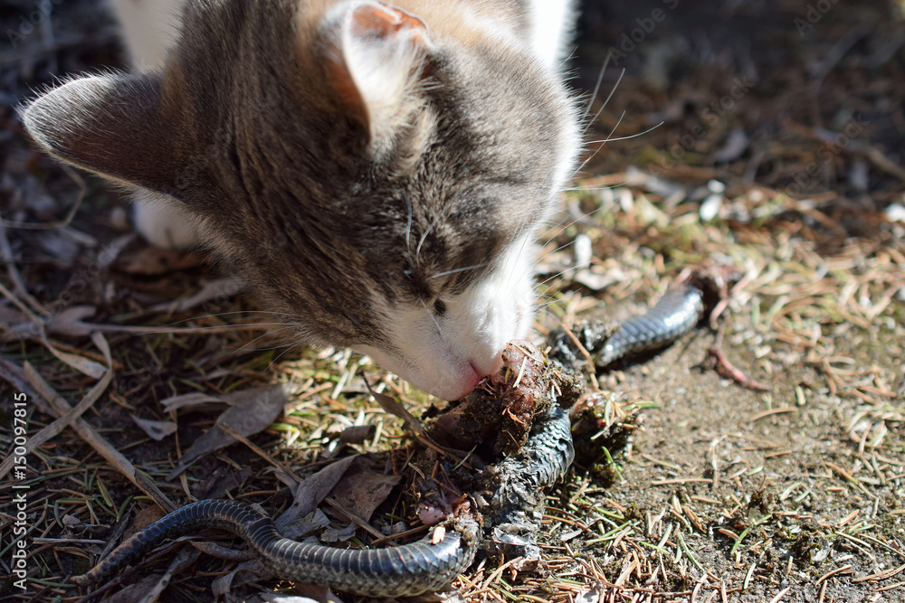 Snake Eating Cat