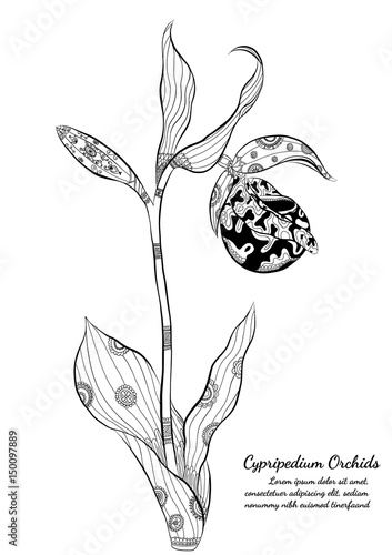 Cypripedium orchids by hand drawing.Orchids vector on white background.