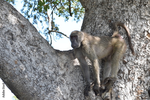 Baboon in tree 1