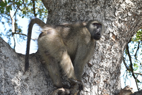 Baboon in tree 2