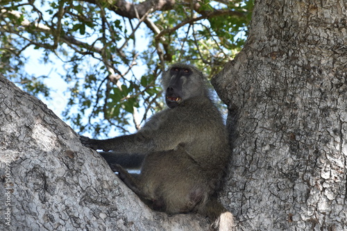 Baboon in tree 3