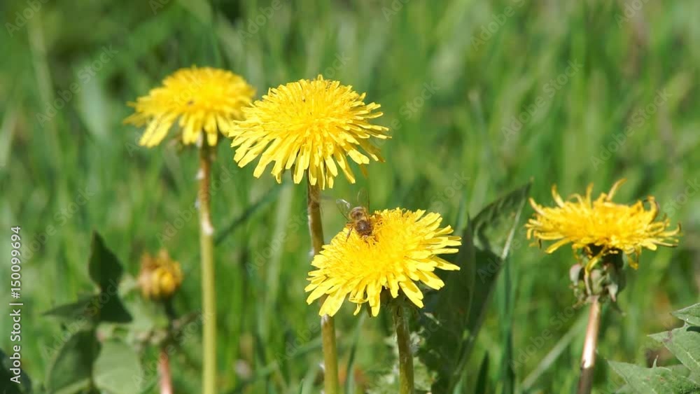 Bee Gathers Pollen Bee is collecting pollen from a dandeion Bee Gathers Pollen Bee is collecting pollen from a dandeion