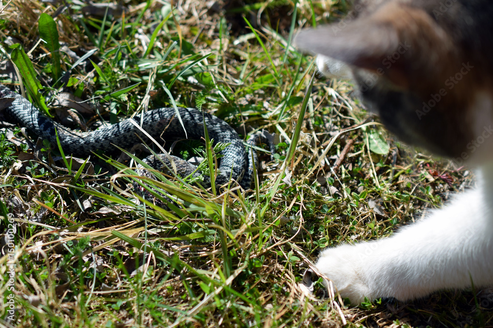 Obraz premium Cat playing with snake
