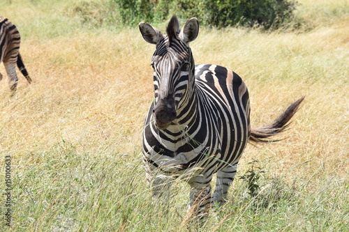 Zebra