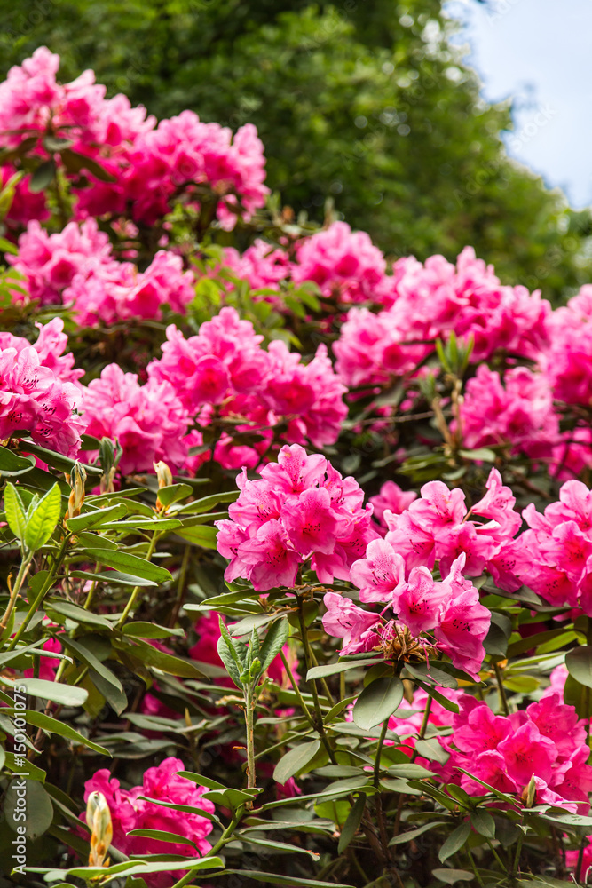 Shrub Full of Pink Rhodedendrons Shrub Full of Pink Rhodedendrons
