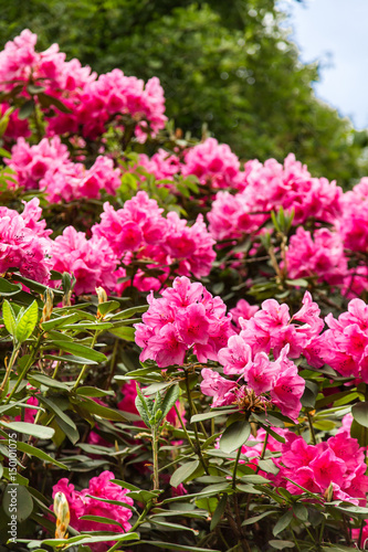 Shrub Full of Pink Rhodedendrons