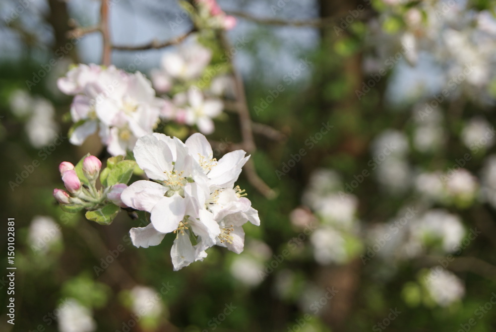 Obraz premium SONY DSC