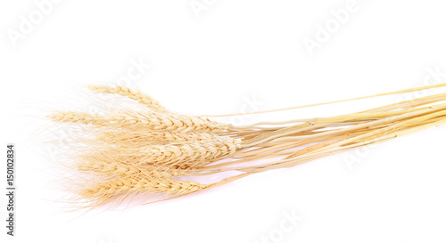 pearls barley grain seed on background

