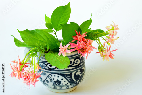 Pink flowers in vase on white background