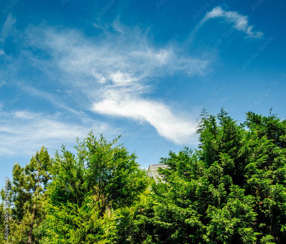 Green trees and beautiful blue sky above the peaceful city of Paris Green trees and beautiful blue sky above the peaceful city of Paris