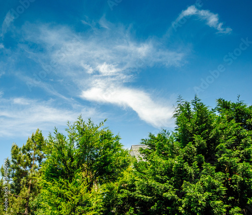 Green trees and beautiful blue sky above the peaceful city of Paris