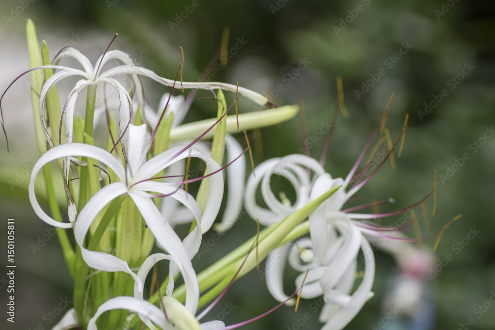 Obraz premium Lily Flower on a background blur